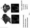 Fig. 08 - Ha4,a new osteoblast-and chondrocyte-specific small secreted peptide, compositions and methods of use