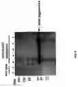 Fig. 09 - Ha4,a new osteoblast-and chondrocyte-specific small secreted peptide, compositions and methods of use