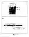 Fig. 33 - Methods for the transformation of vegetal plastids