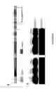 Fig. 02 - Plant phytase genes and methods of use