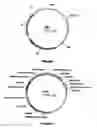 Fig. 02 - Plants having modified growth characteristics and method for making the same