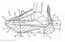 Fig. 01 - Dorsiflexion shoe