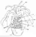 Fig. 01 - Support Device for Controlling and Protecting Plant Growth