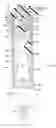 Fig. 07 - Container with telescoping handle