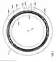 Fig. 02 - Apparatus for enhancing light reflective properties of tire sidewalls