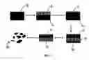 Fig. 02 - Photonic sensor particles and fabrication methods