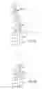 Fig. 04 - Method and apparatus for preparing specimen