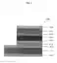 Fig. 04 - Semiconductor apparatus, print head, and image forming apparatus