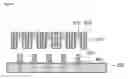 Fig. 07 - Multilayer substrate and the manufacturing method thereof