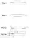 Fig. 04 - Piezoelectric substrate and method of manufacturing the same