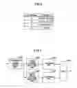 Fig. 07 - Generation of attribute pattern image by patterning attribute information
