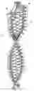 Fig. 01 - Firecracker-like light string