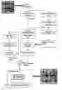 Fig. 02 - Segmentation and data mining for gel electrophoresis images