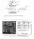 Fig. 10 - Segmentation and data mining for gel electrophoresis images
