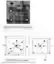 Fig. 12 - Segmentation and data mining for gel electrophoresis images