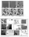 Fig. 18 - Segmentation and data mining for gel electrophoresis images