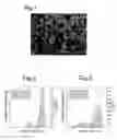 Fig. 02 - Nanoparticles of calcium phosphate compound, dispersion liquid thereof and method of production thereof