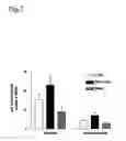 Fig. 08 - Method for modulating HLA class II tumor cell surface expression with a cytokine mixture