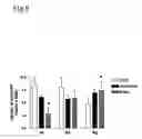 Fig. 10 - Method for modulating HLA class II tumor cell surface expression with a cytokine mixture