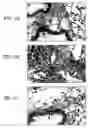 Fig. 03 - Materials and methods for inhibition of IgE production