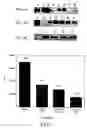 Fig. 07 - Materials and methods for inhibition of IgE production
