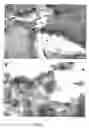 Fig. 02 - Corneal cells expressing active agents and methods of use thereof
