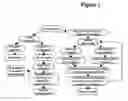 Fig. 02 - Human skin equivalents expressing exogenous polypeptides
