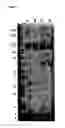 Fig. 02 - Modified antibody fab fragments