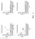 Fig. 03 - Human binding molecule against CD1a