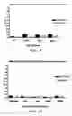 Fig. 14 - Human binding molecule against CD1a