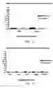 Fig. 15 - Human binding molecule against CD1a