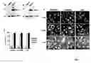 Fig. 04 - Sensitizing cells for apoptosis by selectively blocking cytokines