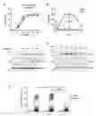 Fig. 10 - Sensitizing cells for apoptosis by selectively blocking cytokines