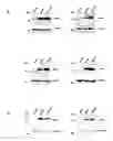 Fig. 17 - Sensitizing cells for apoptosis by selectively blocking cytokines