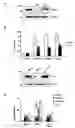 Fig. 18 - Sensitizing cells for apoptosis by selectively blocking cytokines