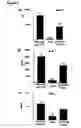 Fig. 08 - Use of soluble cd164 in inflammatory and/or autoimmune disorders