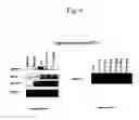 Fig. 12 - Methods for treating and preventing fibrosis