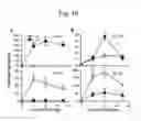 Fig. 35 - Methods for treating and preventing fibrosis