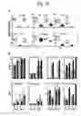 Fig. 40 - Methods for treating and preventing fibrosis