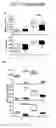 Fig. 41 - Methods for treating and preventing fibrosis