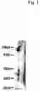 Fig. 02 - Modulators of the P2Y10 receptor useful in altering T lymphocyte function