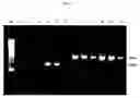Fig. 03 - Modulators of the P2Y10 receptor useful in altering T lymphocyte function