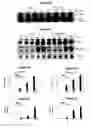 Fig. 06 - Compositions and methods for modulating cells via CD14 and toll-like receptor 4 signaling pathway