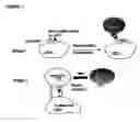 Fig. 02 - Method of treating autoimmune disease by inducing antigen presentation by tolerance inducing antigen presenting cells