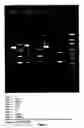 Fig. 04 - Mycoplasma gallisepticum formulation