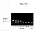 Fig. 19 - Nanoemulsion vaccines
