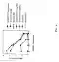 Fig. 09 - Methods for use of apoptotic cells to deliver antigen to dendritic cells for induction or tolerization of T cells