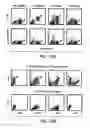 Fig. 14 - Methods for use of apoptotic cells to deliver antigen to dendritic cells for induction or tolerization of T cells