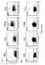 Fig. 32 - Methods for use of apoptotic cells to deliver antigen to dendritic cells for induction or tolerization of T cells