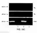 Fig. 33 - Methods for use of apoptotic cells to deliver antigen to dendritic cells for induction or tolerization of T cells
